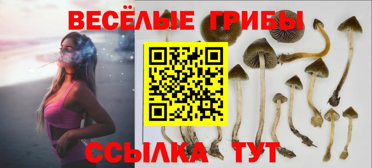 Азнакаево  Галлюциногенные грибы Psilocybine cubensis  Вход с VPN 